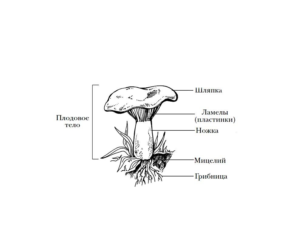 Строение гриба состоит из. Гриб строение шляпочного гриба. Строение шляпочного гриба строение. Рисунок схема шляпочного гриба. Строение шляпочного гриба рисунок.